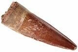 Real Spinosaurus Tooth - Beautiful Enamel Preservation #191322-1